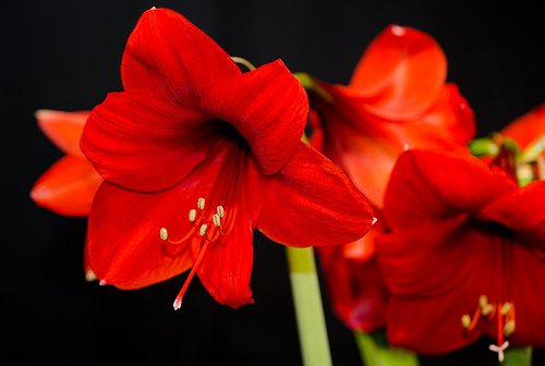 A photograph of an amaryllis